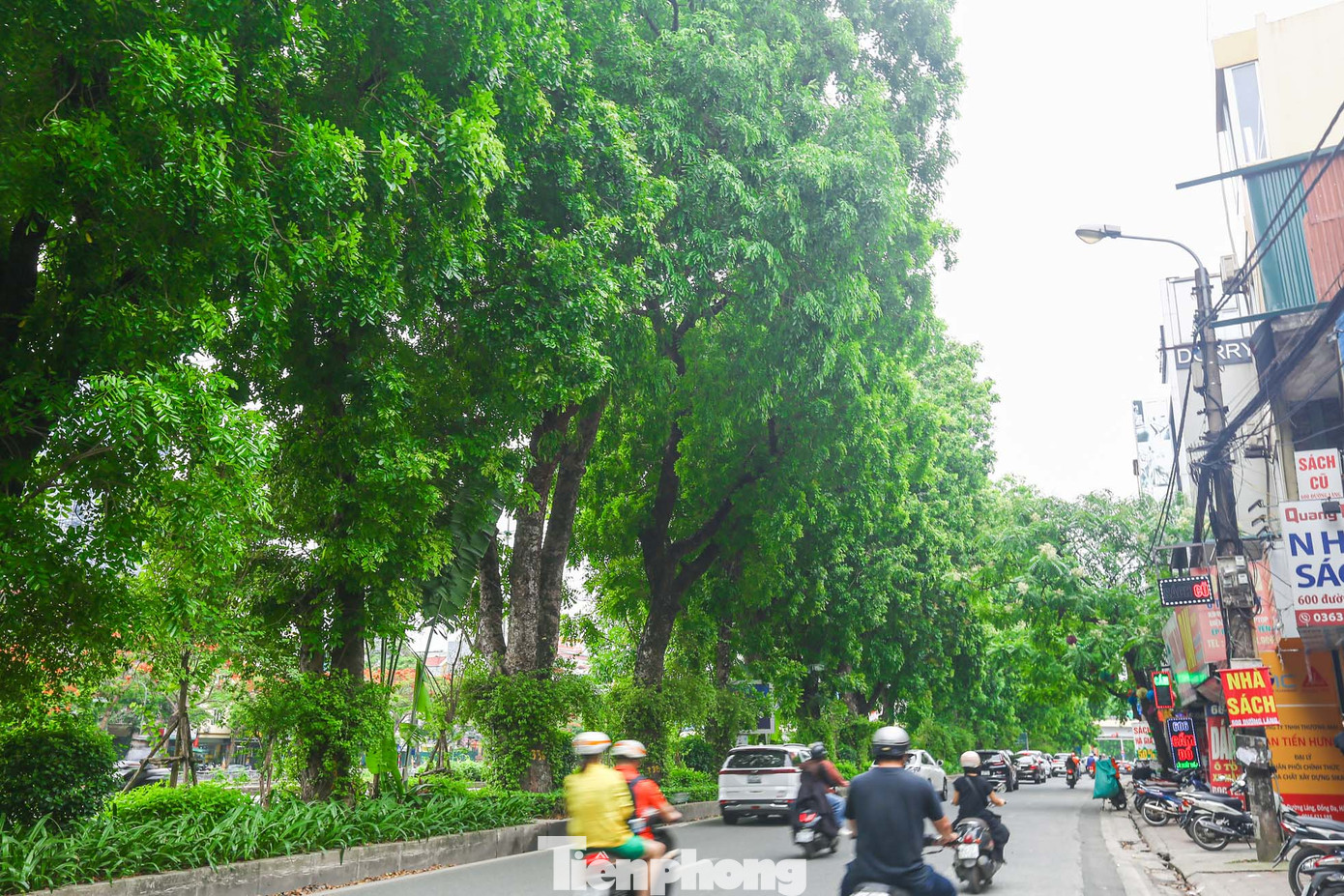 Tuyến đường Láng trở thành một trong những con đường đẹp nhất Thủ đô nhờ hàng cây xà cừ rợp bóng quanh năm.