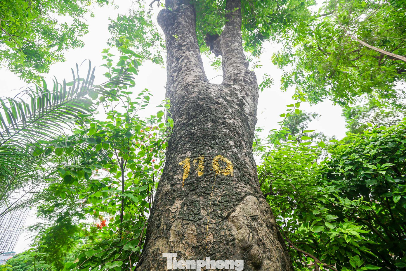 Các cây đều được đánh số để quản lý, chăm sóc quanh năm.