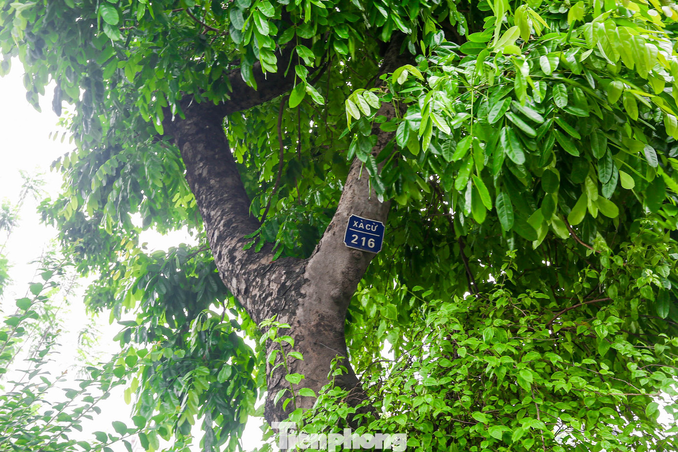 Các cây đều được đánh số để quản lý, chăm sóc quanh năm.