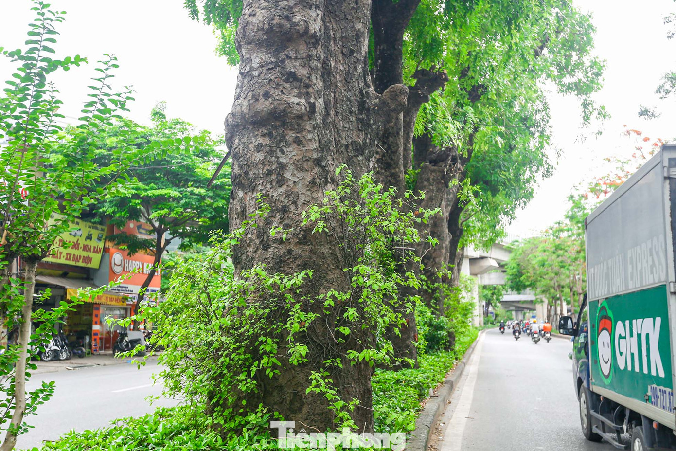 Gốc và thân xà cừ đều có kích thước lớn. Rất nhiều cây có đường kính vài người ôm.