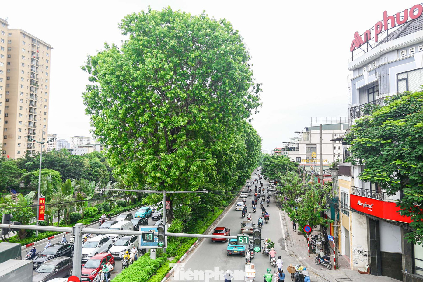 Hàng cây xà cừ tạo bóng mát cho những ngày nắng nóng cho các phương tiện lưu thông trên tuyến đường trên.