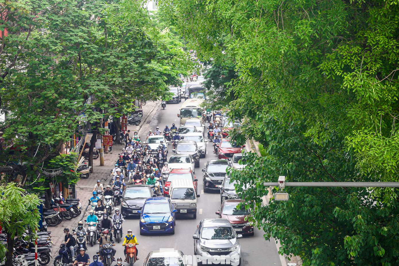 Hàng xà cừ có độ cao khoảng 30 mét, tán lá rộng tạo bóng mát rượi, giảm ánh nắng mặt trời.