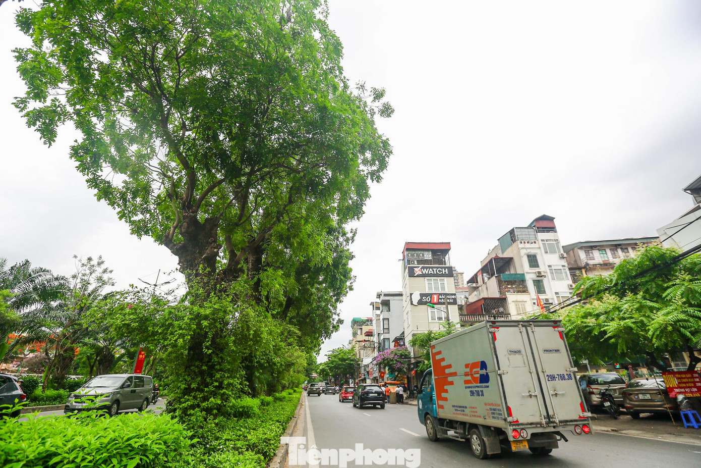 Theo phương án Sở Giao thông Vận tải (GTVT) Hà Nội, việc mở rộng đường Láng sẽ chỉ di chuyển, chặt hạ những cây ở hè bên phải, hàng xà cừ ở dải phân cách giữa của đường vẫn được giữ nguyên.