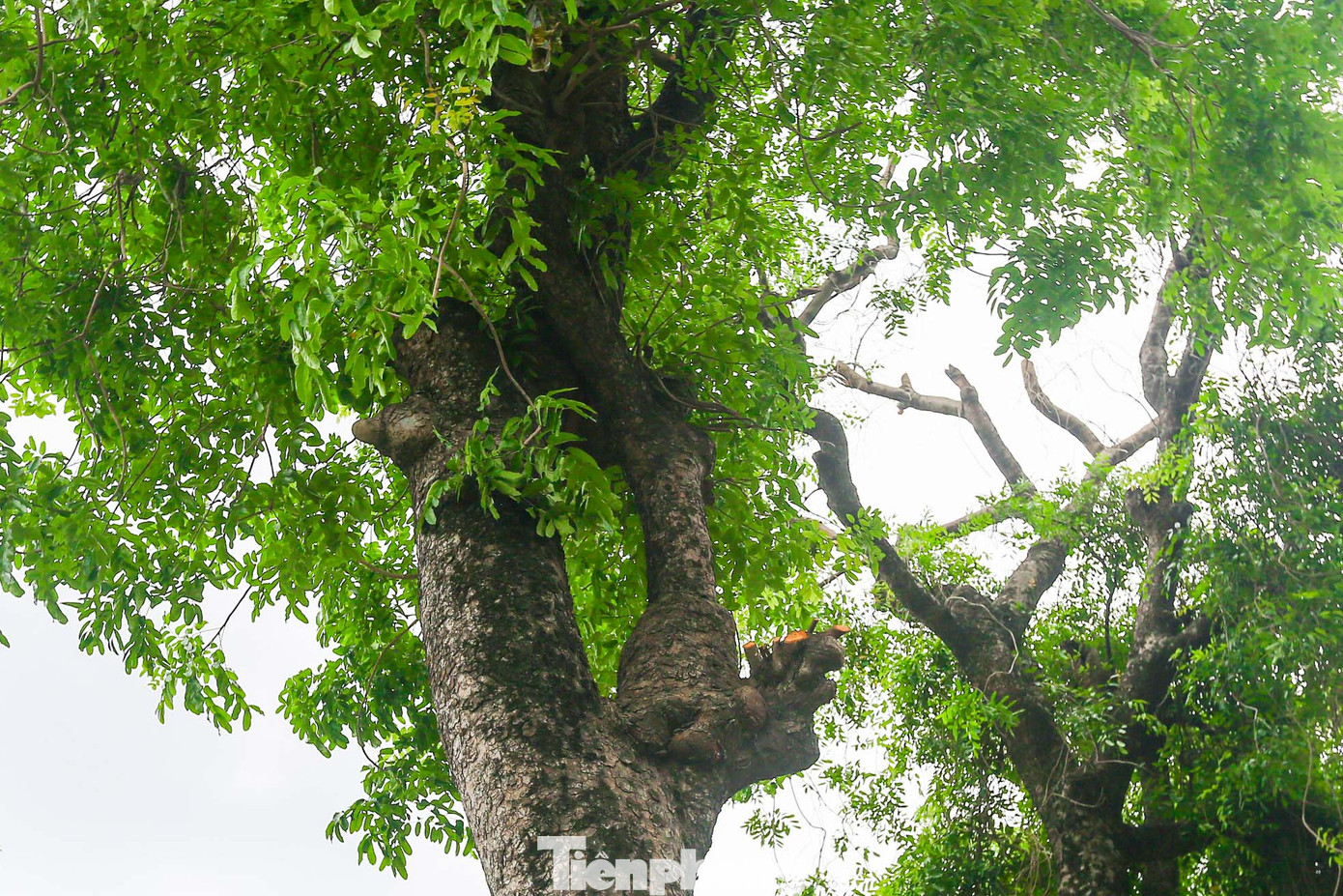 Gốc và thân xà cừ đều có kích thước lớn. Rất nhiều cây có đường kính vài người ôm.