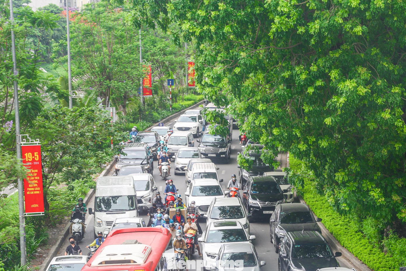 Hàng xà cừ có độ cao khoảng 30 mét, tán lá rộng tạo bóng mát rượi, giảm ánh nắng mặt trời.