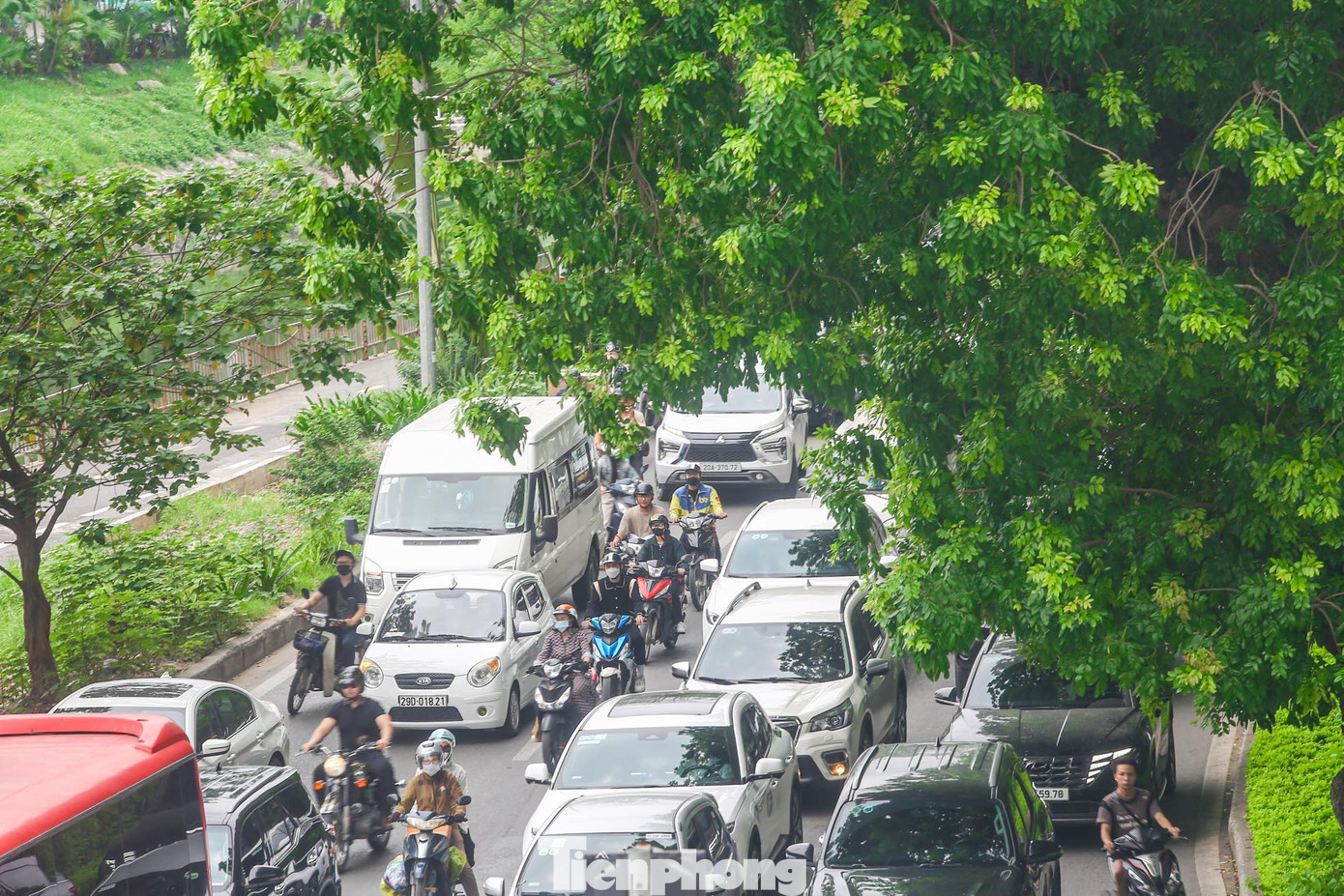 Hàng xà cừ có độ cao khoảng 30 mét, tán lá rộng tạo bóng mát rượi, giảm ánh nắng mặt trời.