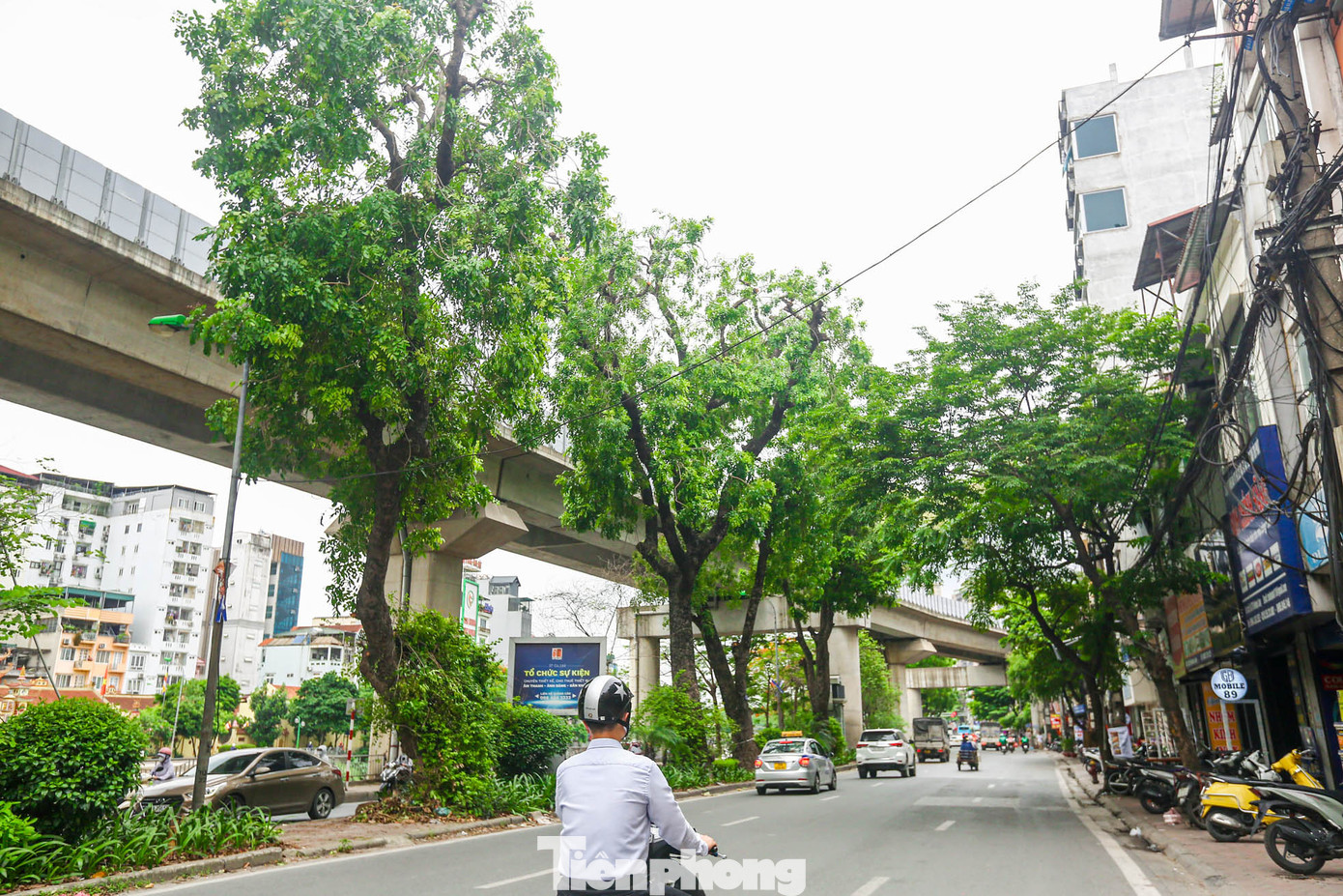 Theo phương án Sở Giao thông Vận tải (GTVT) Hà Nội, việc mở rộng đường Láng sẽ chỉ di chuyển, chặt hạ những cây ở hè bên phải, hàng xà cừ ở dải phân cách giữa của đường vẫn được giữ nguyên.