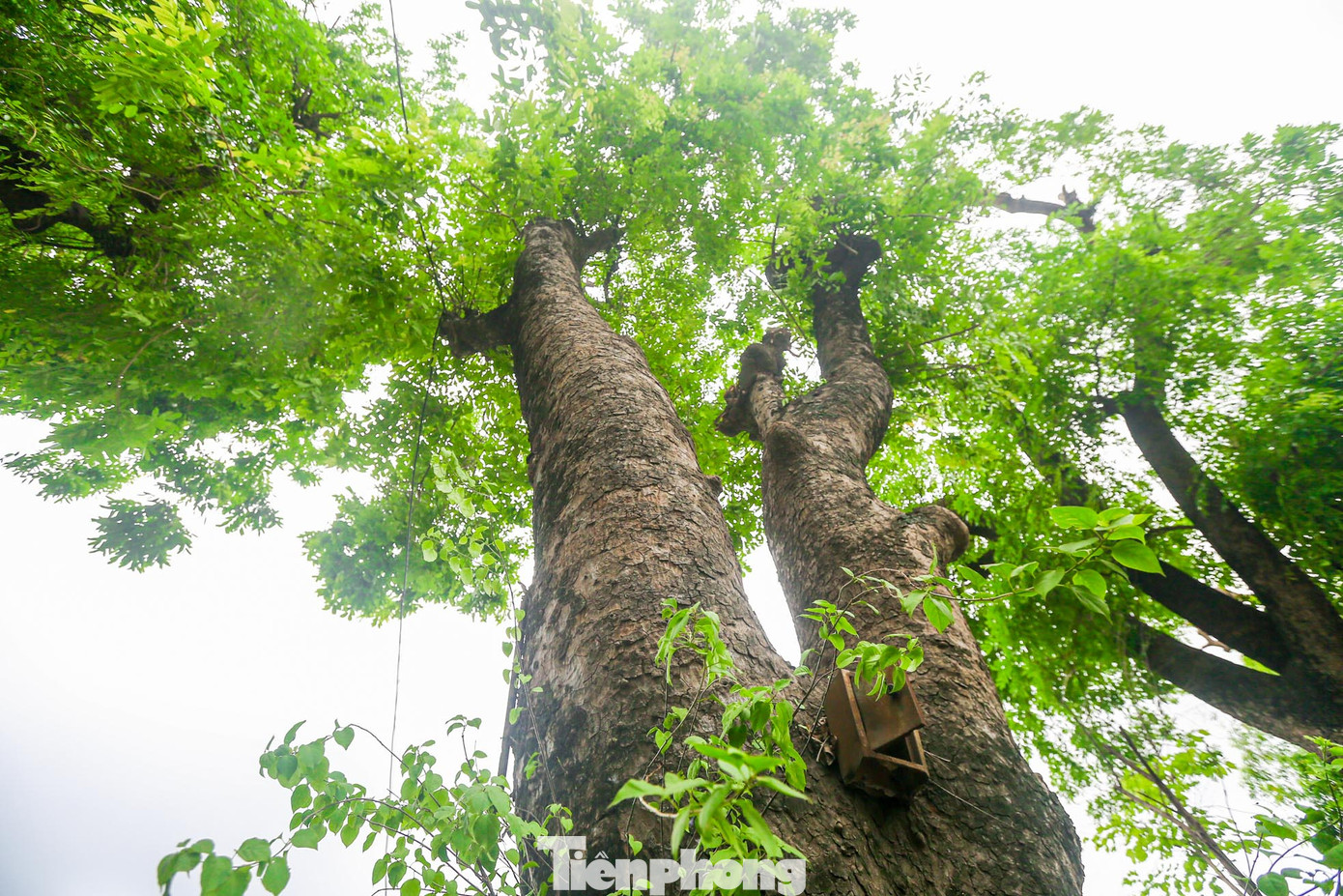 Gốc và thân xà cừ đều có kích thước lớn. Rất nhiều cây có đường kính vài người ôm.