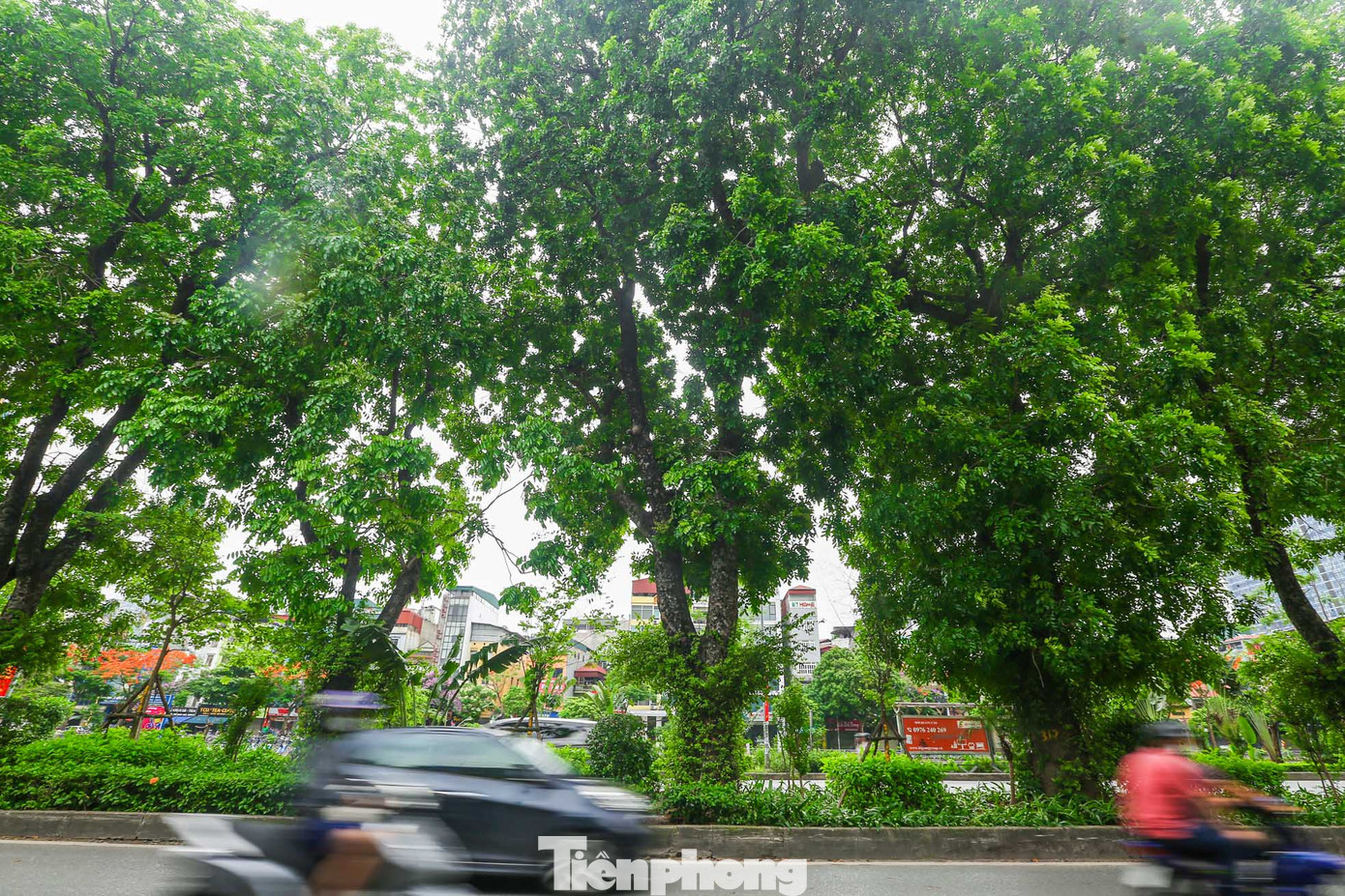 Tuyến đường Láng trở thành một trong những con đường đẹp nhất Thủ đô nhờ hàng cây xà cừ rợp bóng quanh năm.