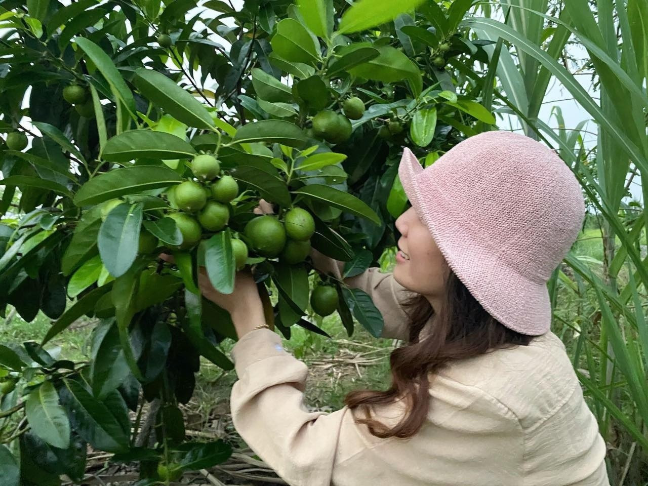 Hồng socola, loại cây được Tường Vi yêu thích nhất trong khu vườn.