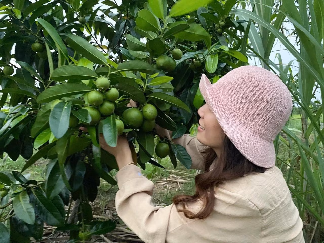 Hồng socola, loại cây được Tường Vi yêu thích nhất trong khu vườn.
