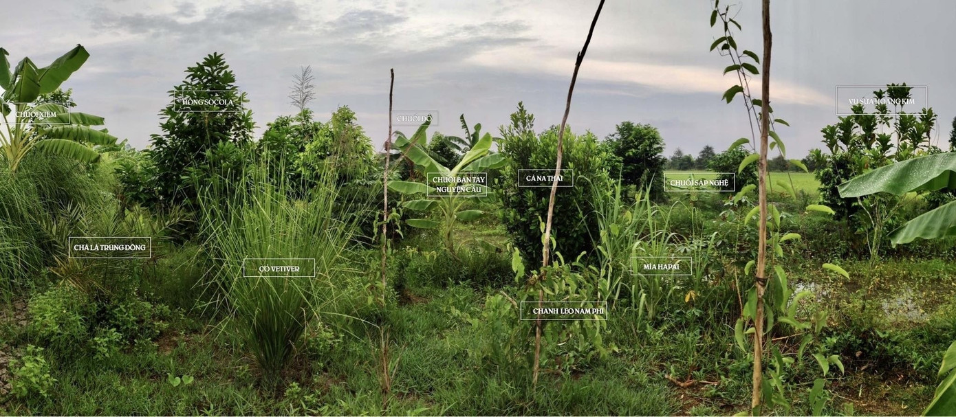 Một góc khu vườn rừng được trồng theo hướng nông nghiệp tái sinh.