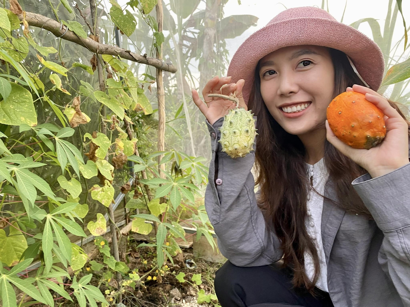 Tường Vi thu hoạch dưa gai Kiwano trong vườn - loại dưa có nguồn gốc từ châu Phi từng có giá rất đắt đỏ khi nhập về Việt Nam.