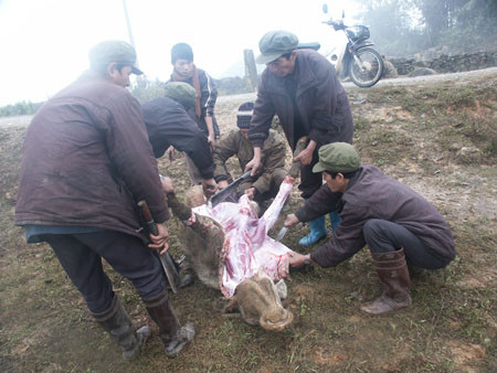 Gia súc bị chết rét ở Bát Xát (Lào Cai)