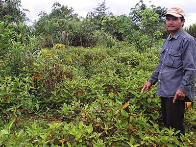 Vì trâu hoang tàn phá, vườn rừng cao su của dân Phong Sơn giờ chỉ còn lại sim mua, lau lách, cây dại. Ảnh: Ngọc Văn Vì trâu hoang tàn phá, vườn rừng cao su của dân Phong Sơn giờ chỉ còn lại sim mua, lau lách, cây dại