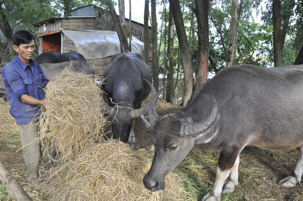 Nước lũ ngập sâu ở hầu hết các cánh đồng nên hàng ngàn trâu bò vùng lũ đang thiếu cỏ ăn nghiêm trọng. Ông Nguyễn Văn Liếu ở ấp I, xã Thường Phước II, huyện Hồng Ngự cho biết: “Ngay cả rơm cho trâu bò ăn cũng thiếu, tôi phải đi mượn người ta về cho trâu ăn qua ngày”. Nước lũ ngập sâu ở hầu hết các cánh đồng nên hàng ngàn trâu bò vùng lũ đang thiếu cỏ ăn nghêm trọng. Ông Nguyễn Văn Liếu ở ấp I, xã Thường Phước II, huyện Hồng Ngự cho biết: “Ngay cả rơm cho trâu bò ăn cũng thiếu, tôi phải đi mượn người ta về cho trâu ăn qua ngày”