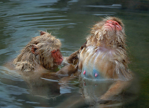 Macaque heaven (Thể loại Thiên nhiên) – tác giả Roy Killen (Australia) - Huy chương Bạc VAPA