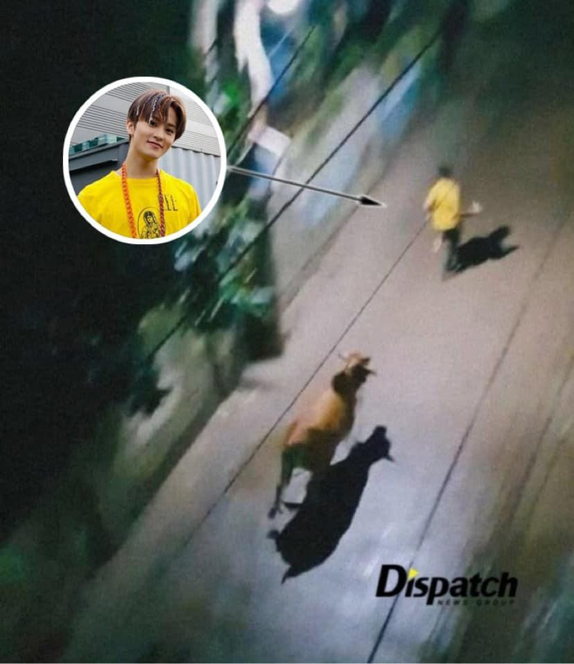Mark (NCT) được fan đùa rằng đã bị bò "dí" vì lén ăn dưa hấu.