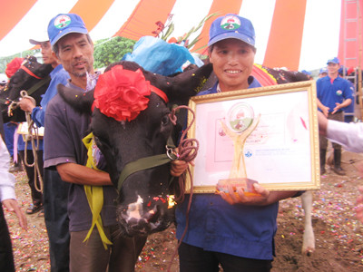 Cô bò sữa của nông hộ Nguyễn Thị Chiên giành vương miện Hoa hậu. Ảnh: Phạm Anh. Cô bò sữa của nông hộ Nguyễn Thị Chiên giành vương miện Hoa hậu Ảnh: Phạm Anh