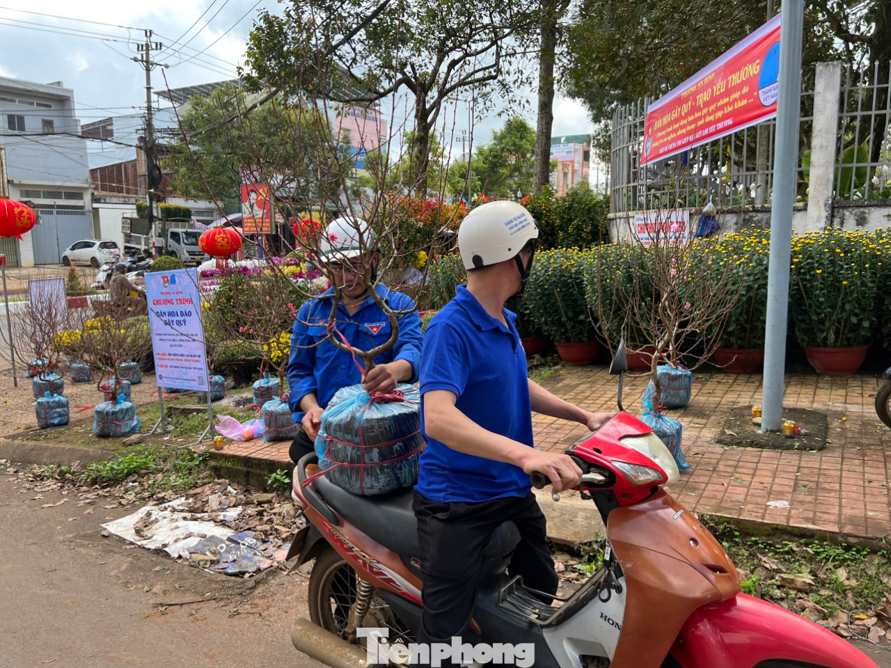 Đoàn viên, thanh niên giao cây cho khách