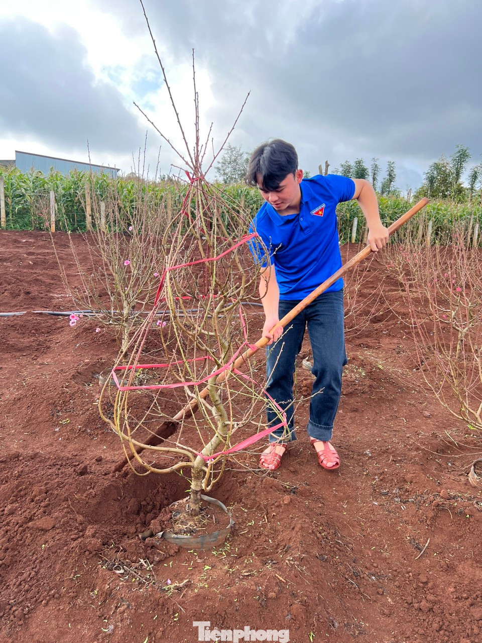 Chương trình có 20 đoàn viên thanh niên tham gia