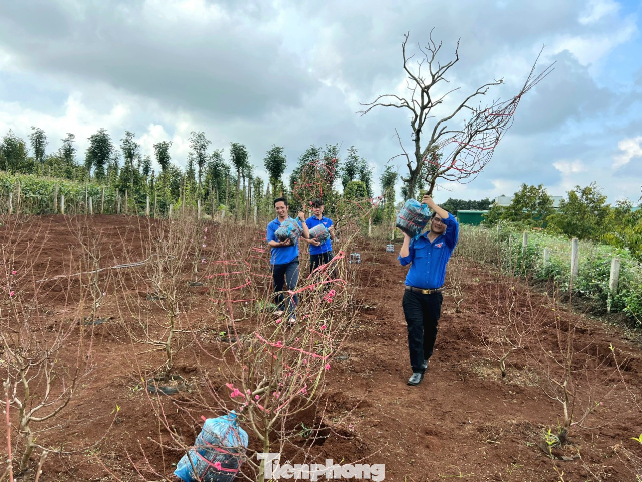 Đoàn thanh niên vào vườn vận chuyển đào ra điểm bán