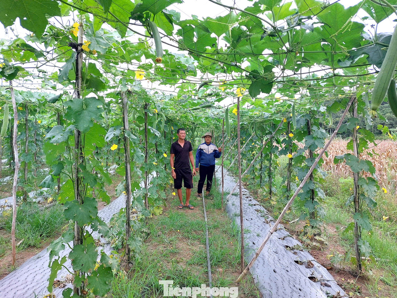 Vợ chồng chị H’Wên Êban (SN 1998, TP Buôn Ma Thuột) có 1ha trồng mướp để cung cấp nguyên liệu. Mỗi năm sau khi trừ chi phí, vợ chồng chị thu lãi trên 250 triệu đồng.