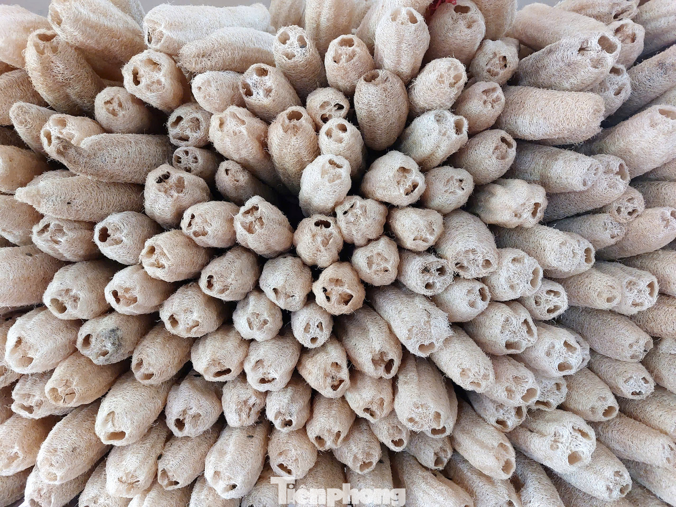 Công ty anh Tùng cam kết mua mướp với giá ổn định 5.000 đồng/quả.