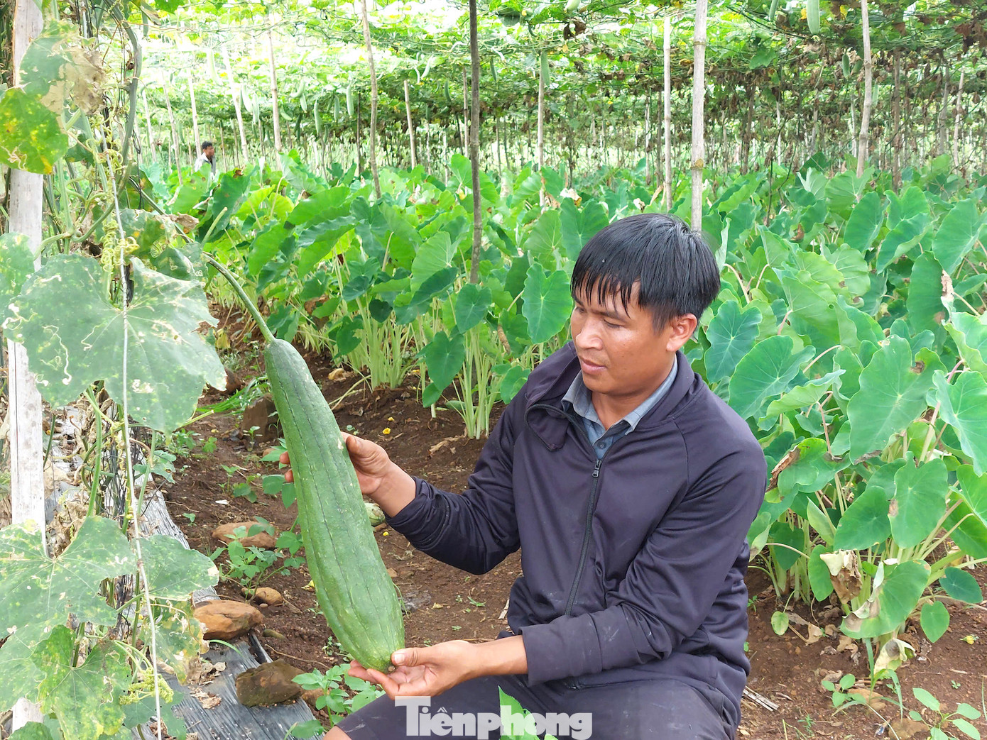 Trên diện tích hơn 3ha, anh Đỗ Xuân Nhanh (SN 1987) cùng một người bạn đã chuyển hướng trồng mướp, liên kết cung cấp nguyên liệu cho công ty anh Tùng. Mỗi năm, giúp anh và bạn thu lời gần 300 triệu/ha/năm.