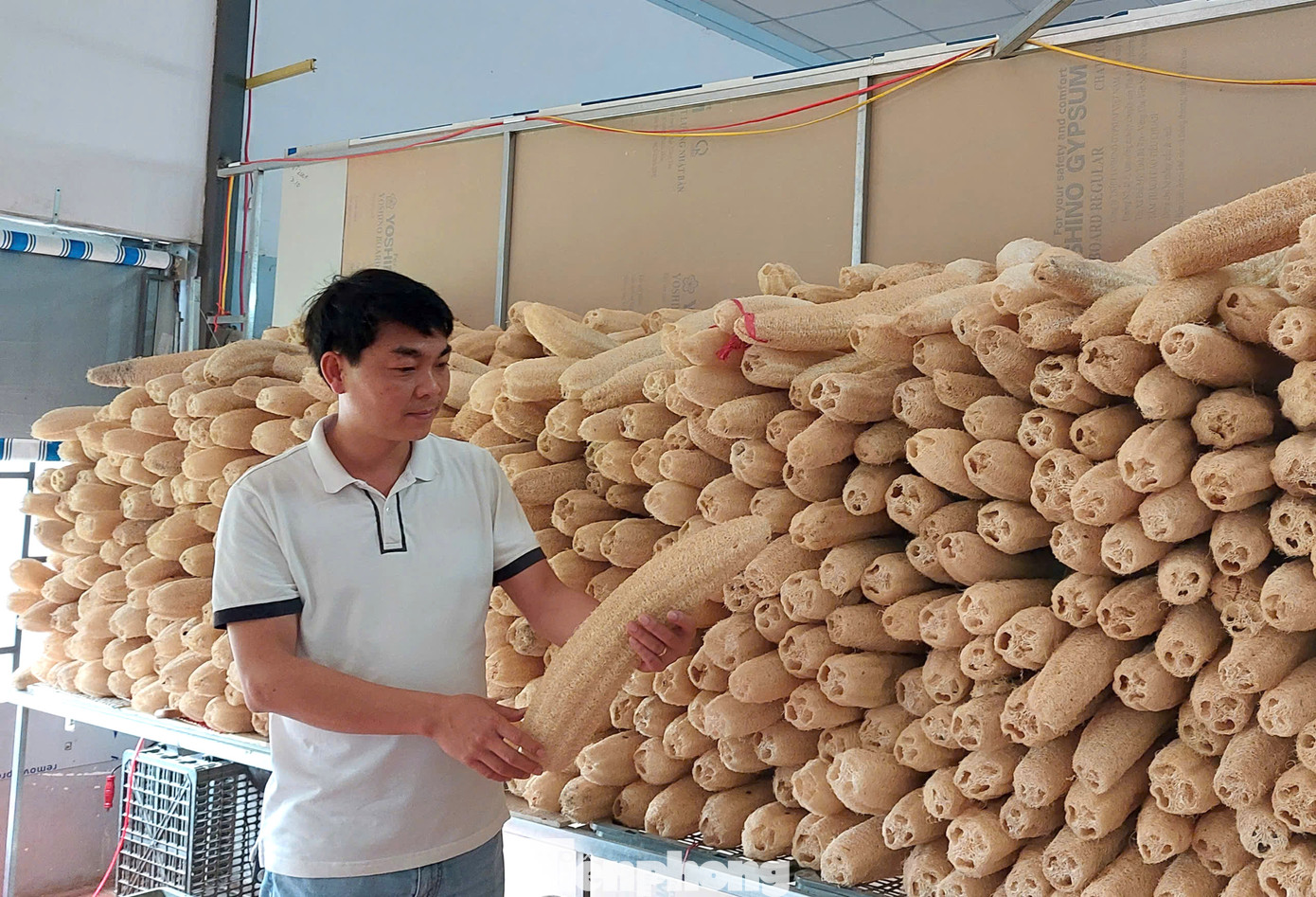 Trái mướp đang mở ra nhiều tiềm năng làm giàu cho nông dân ở vùng đất đỏ này.