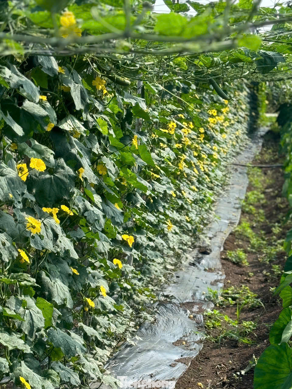 Để đảm bảo nguồn nguyên liệu, công ty anh Tùng liên kết với các hộ dân trên địa bàn TP Buôn Ma Thuột và huyện Krông Búk, với tổng diện tích gần 20ha.