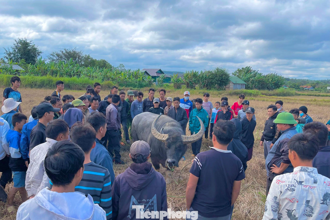 Chú trâu thắng chọi được chủ nhân giữ lại chăm sóc, huấn luyện chứ không xẻ thịt như ở các cuộc thi khác Chú trâu thắng chọi được chủ nhân giữ lại chăm sóc, huấn luyện chứ không xẻ thịt như ở các cuộc thi khác