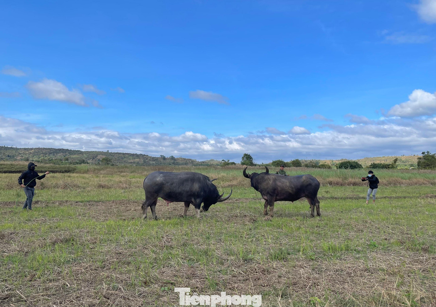 Cuộc thi chọi trâu Cuộc thi chọi trâu