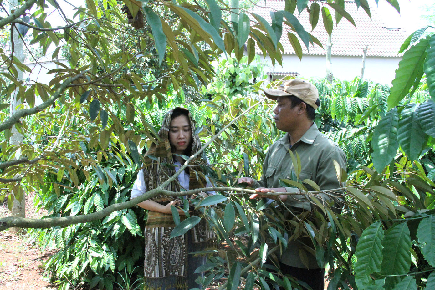 Anh K'Nich chia sẻ về mô hình cà phê xen canh theo hướng bền vững