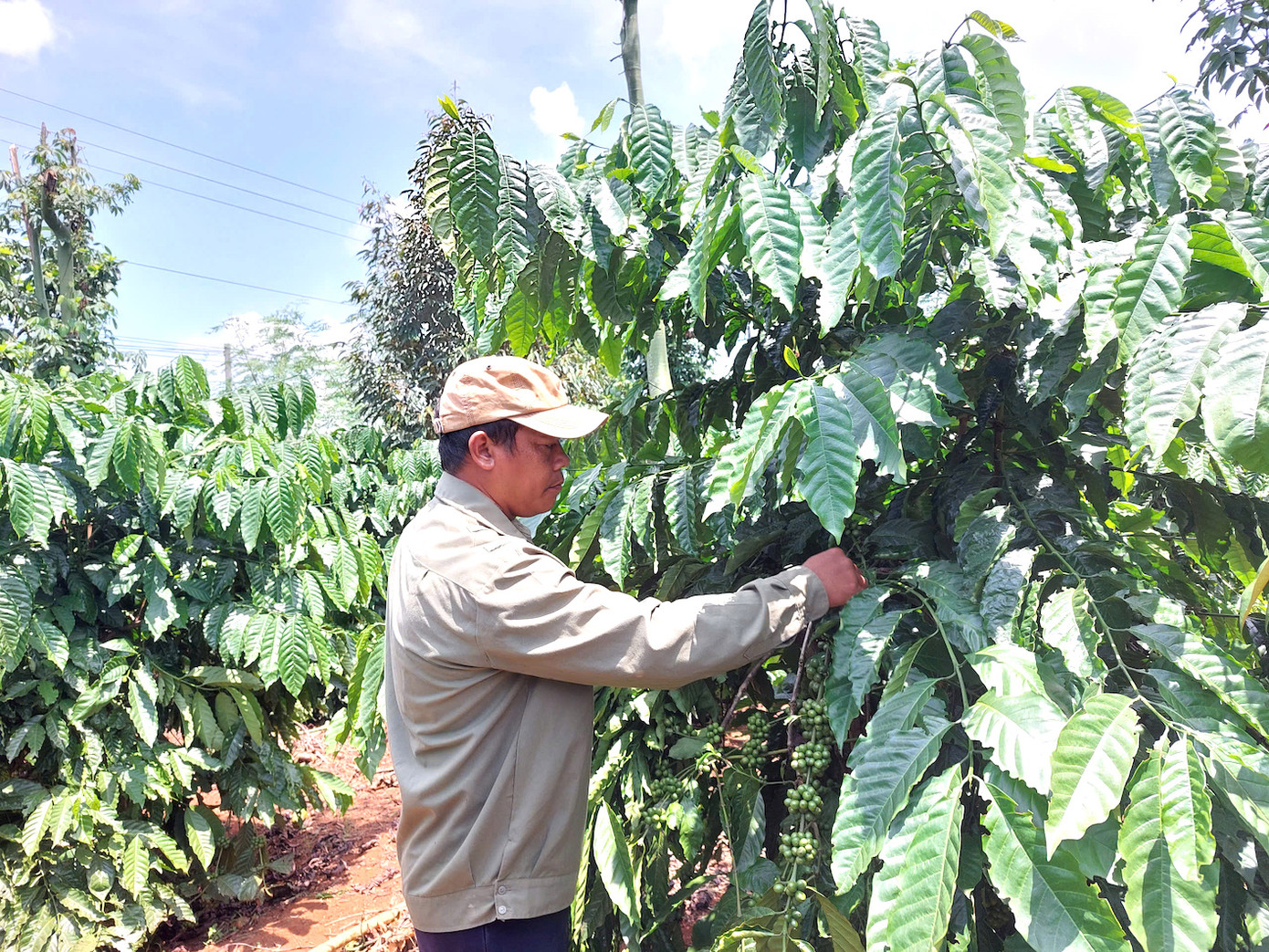 Vườn cà phê được canh tác bài bản, khoa học đạt năng suất, chất lượng