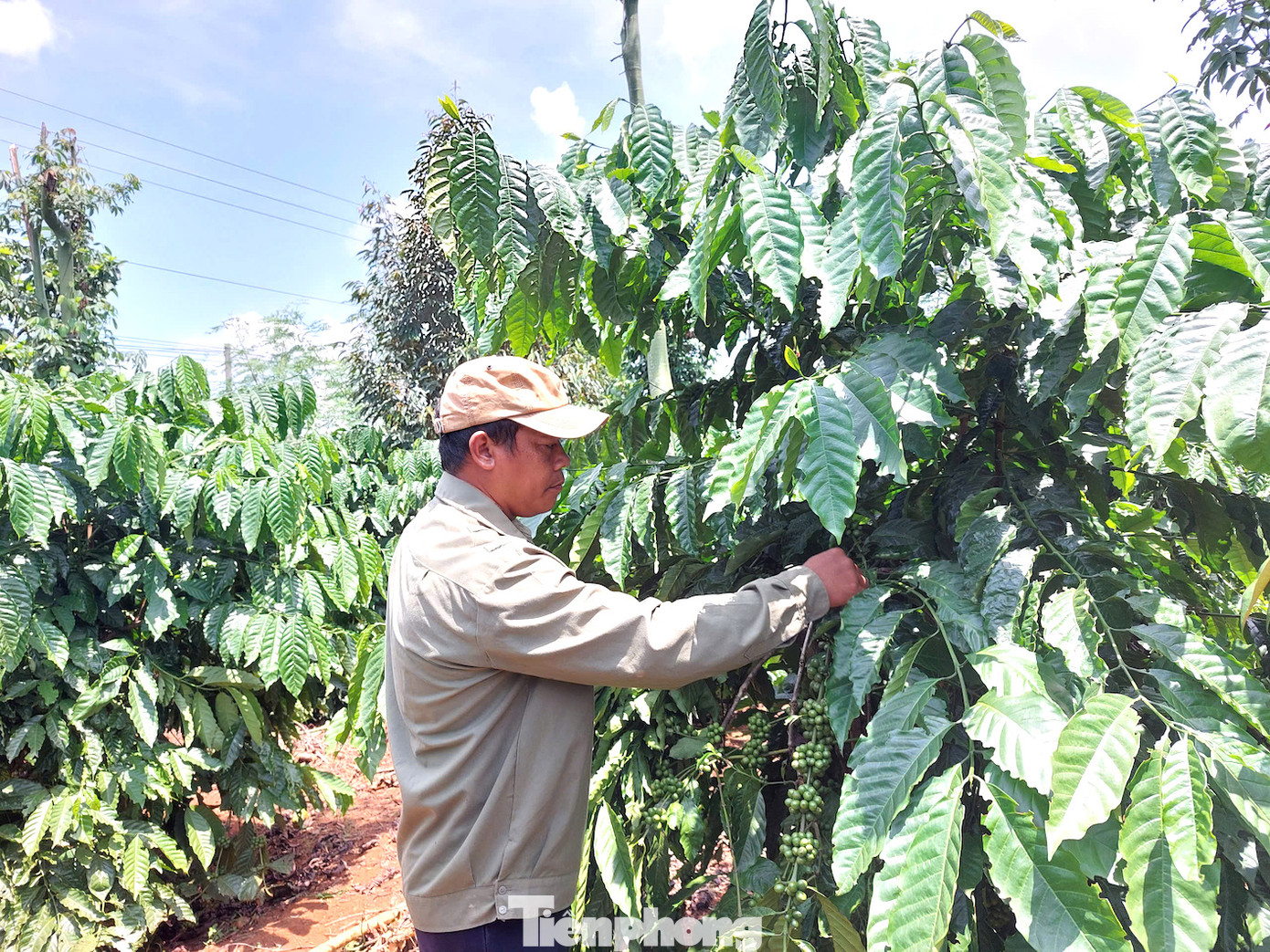 Vườn cà phê được canh tác bài bản, khoa học đạt năng suất, chất lượng Vườn cà phê được canh tác bài bản, khoa học đạt năng suất, chất lượng