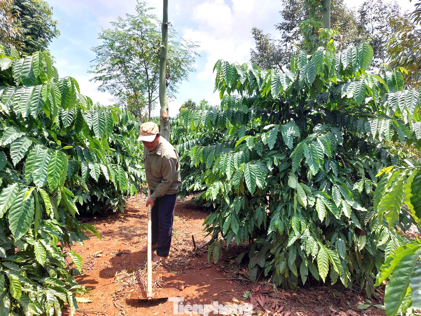 Vườn cà phê của anh K’Nich trở thành mô hình mẫu để bà con thăm quan, học tập. Vườn cà phê của anh K’Nich trở thành mô hình mẫu để bà con thăm quan, học tập.