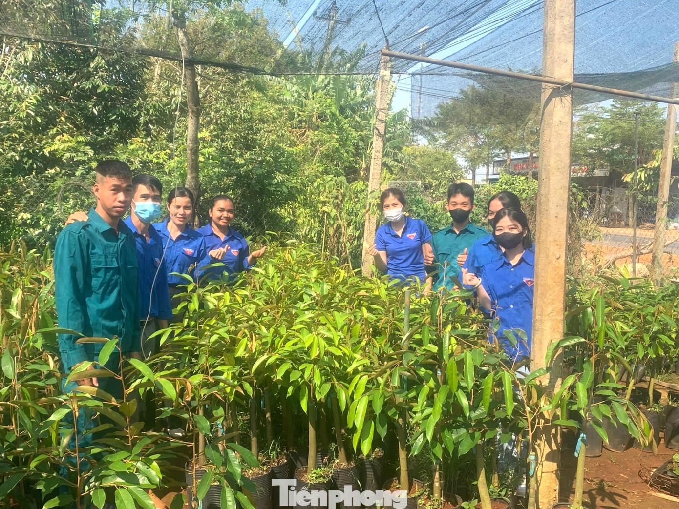 Nhiều mô hình vườn cây của thanh niên tạo không gian xanh