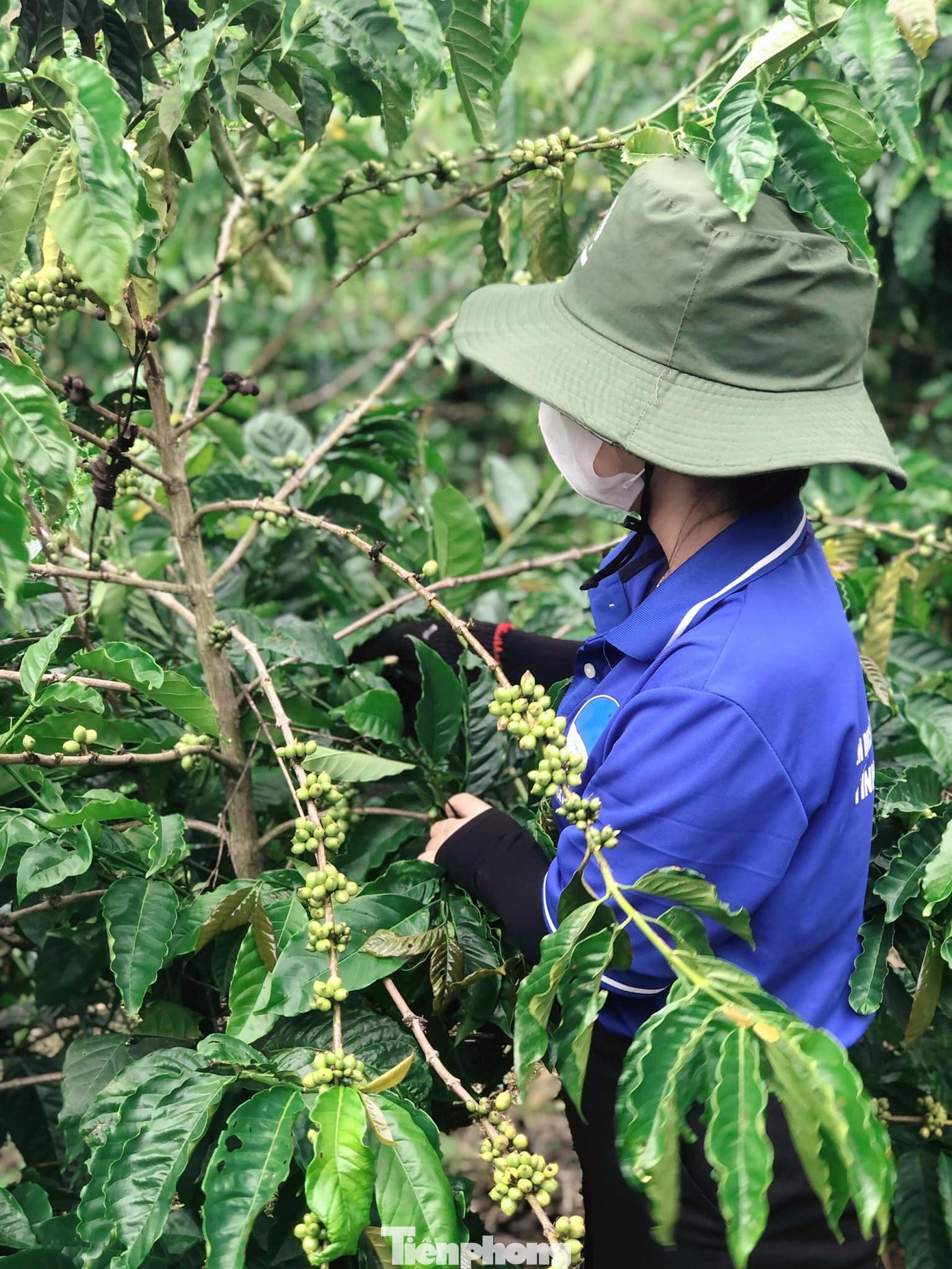Cây cà phê có 2 thời điểm cắt cành: Cắt ngay sau khi thu hoạch và vào giữa mùa mưa khoảng tháng 6 hoặc 7. Đợt cắt tỉa cành lần hai khi cây đã được phục hồi và đang trong thời kì nuôi trái.