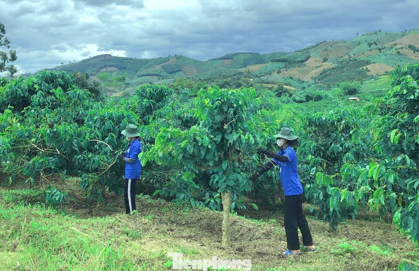 Lọt thỏm giữa những ngọn đồi, rẫy cà phê của gia đình ông Mã Văn Dư đang thời kỳ nuôi trái. Gia đình ông Dư có 3 sào cà phê, 5 sào ruộng.