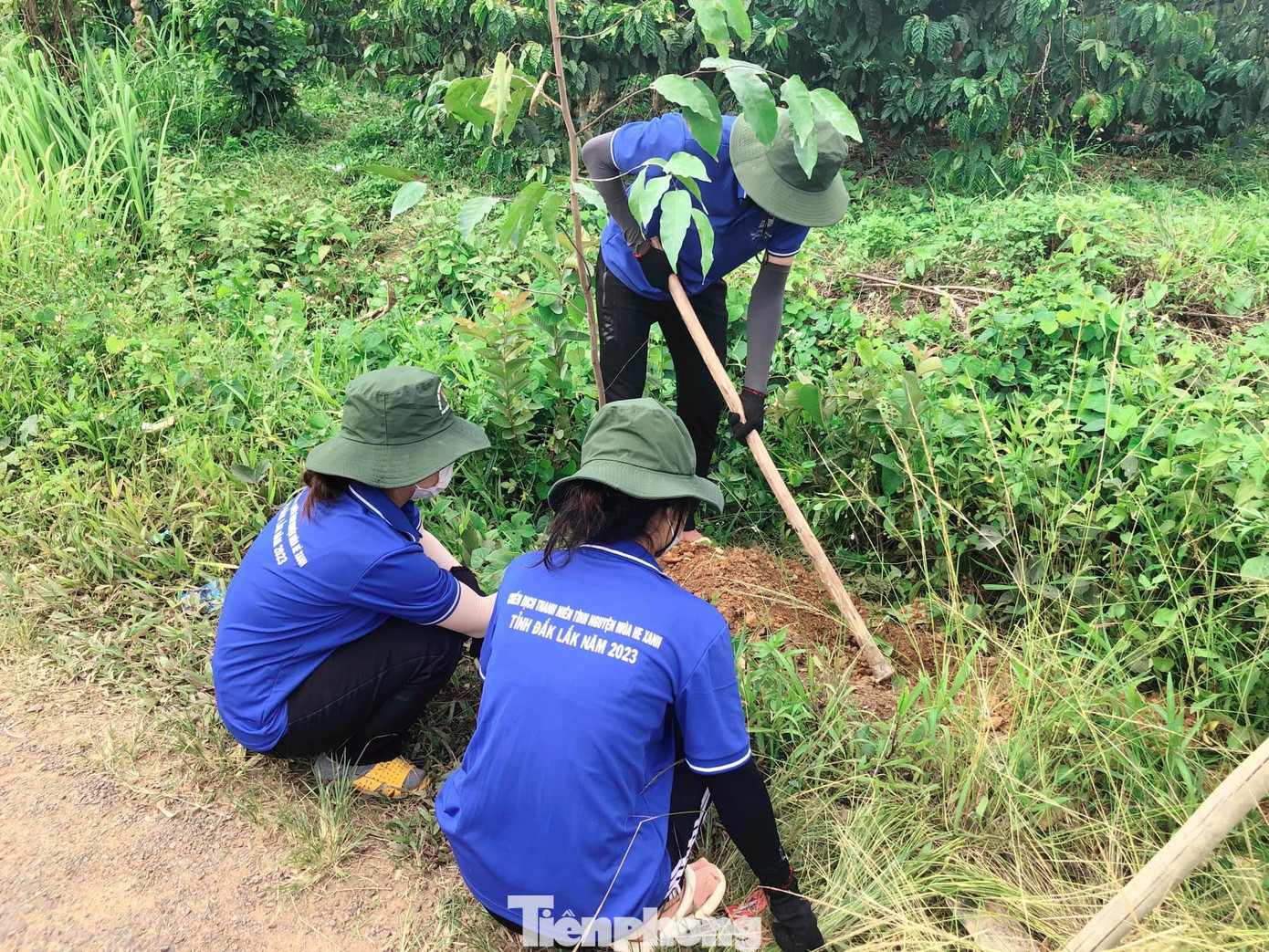 Tại huyện Krông Bông, Chiến dịch Thanh niên tình nguyện Mùa hè xanh đã trồng hơn 100 cây sao đen 2 bên tuyến đường nông thôn.