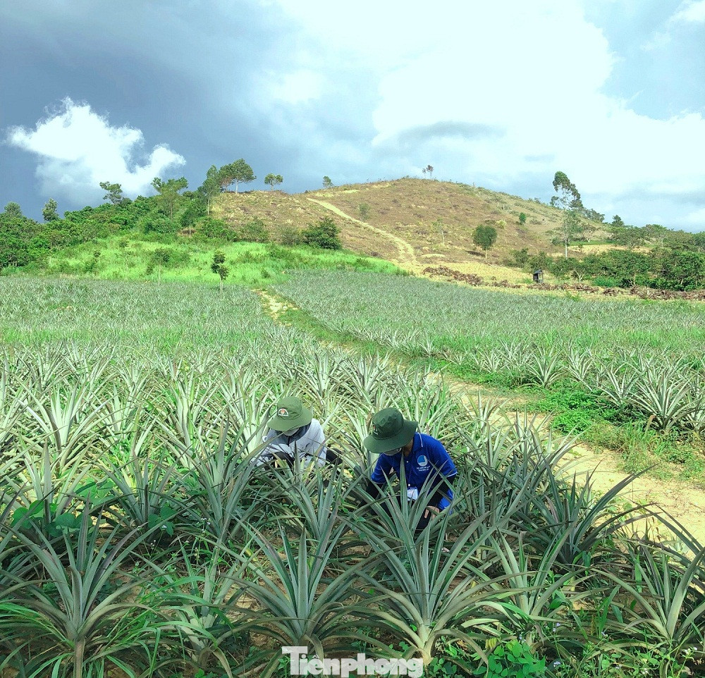 Xã Cư Pui có trên 1.200 hộ dân đồng bào Mông di cư từ các tỉnh phía Bắc vào, cuộc sống người dân còn nhiều khó khăn, chủ yếu trồng cà phê, lúa, dứa…