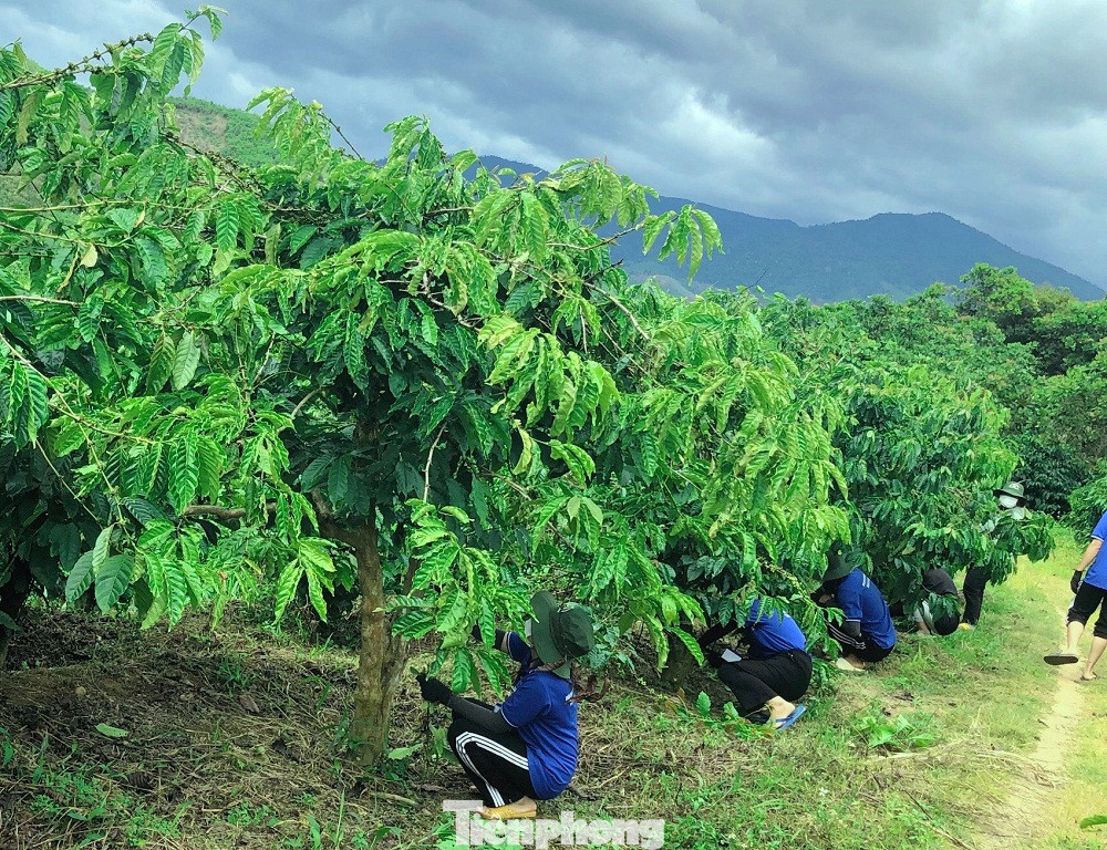 Theo anh Toàn, đội hình chia nhau hỗ trợ, giúp người dân công việc đồng áng, đặc biệt gia đình neo đơn, gia đình chính sách.