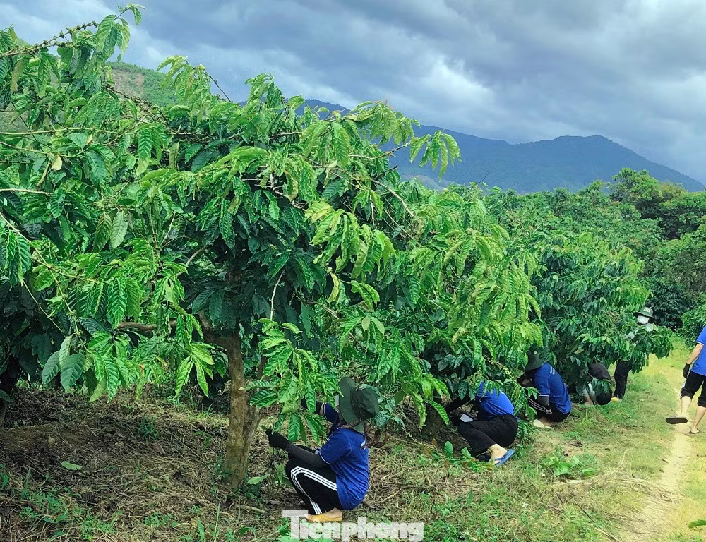 Theo anh Toàn, đội hình chia nhau hỗ trợ, giúp người dân công việc đồng áng, đặc biệt gia đình neo đơn, gia đình chính sách.