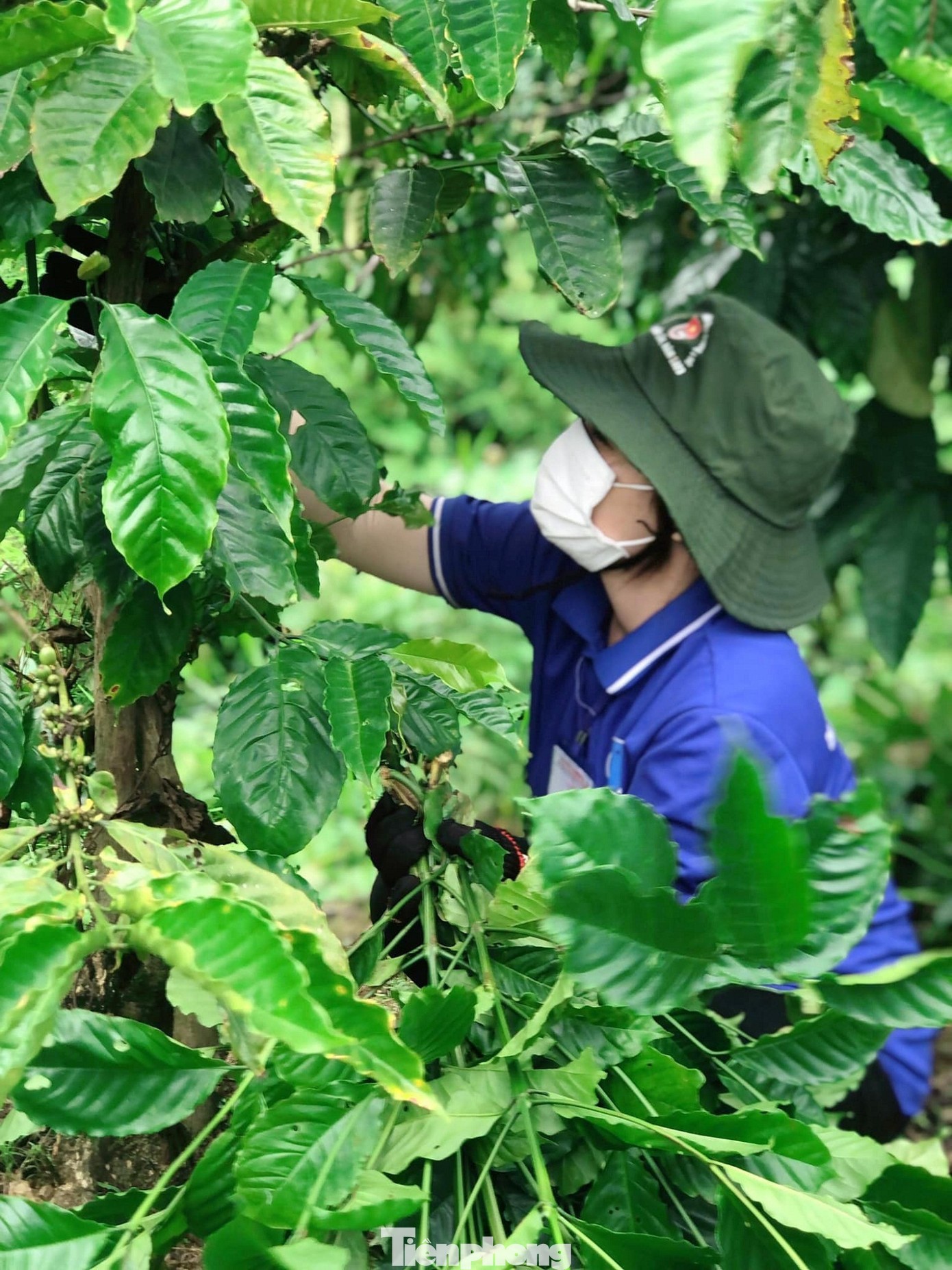 Theo ông Dư, các bạn rất chuyên nghiệp khi cắt cành, vặt chồi cho cây cà phê. Đây là khâu quan trọng và cần thiết trong quá trình chăm sóc giúp cây sinh trưởng khỏe mạnh cho năng suất cao.