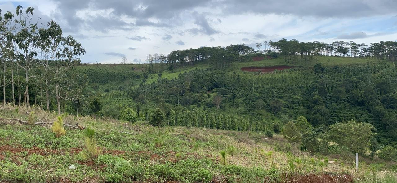 Chủ đầu tư “Quân sư cá mập” cho biết, dự án này sẽ trồng hơn 3.000 cây để tái sinh rừng thông.