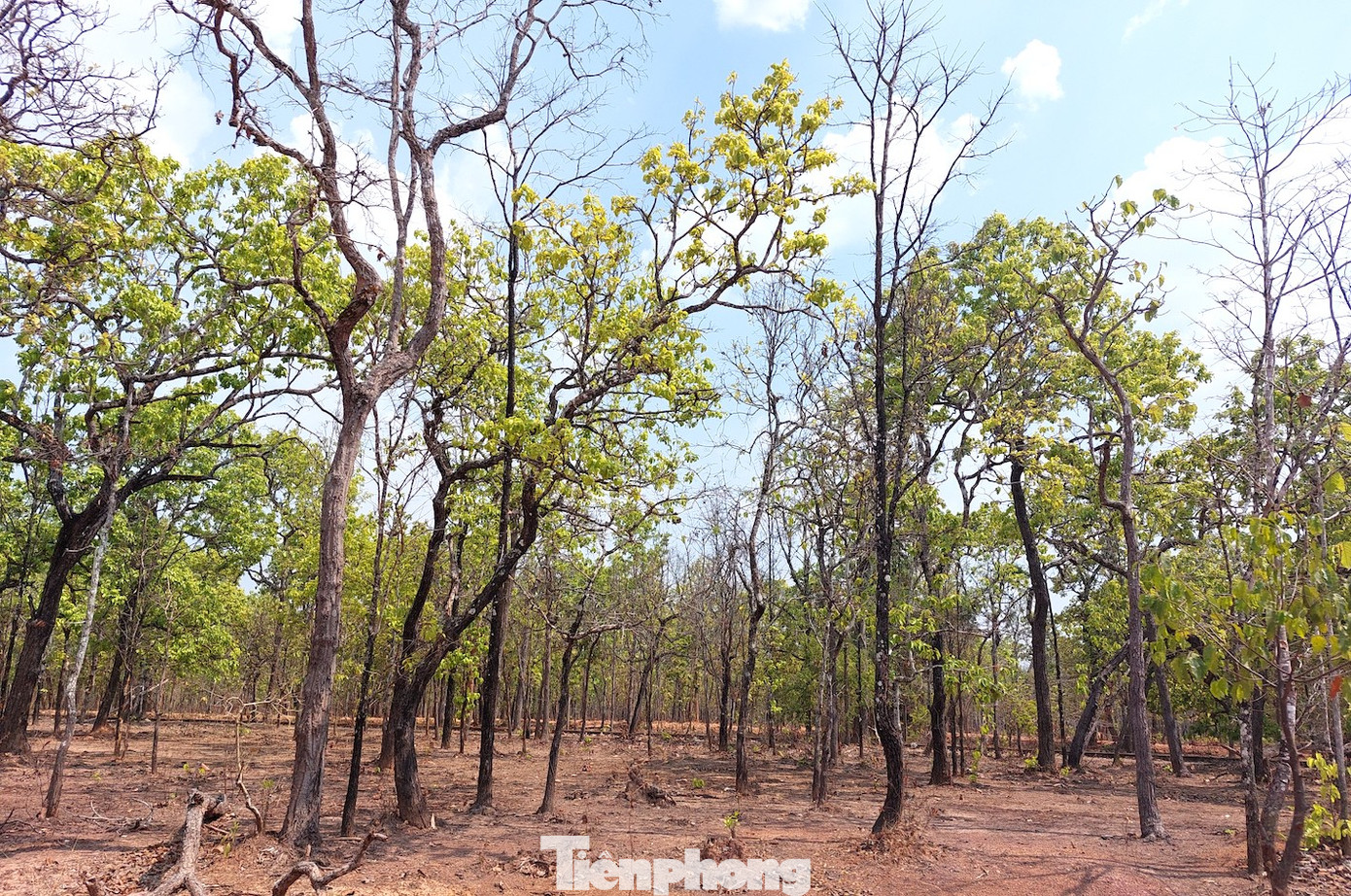 Giữa tháng 2 đến cuối tháng 4 là thời điểm lý tưởng để du khách ngắm nhìn được nhiều loài chim trong Vườn quốc gia (VQG) Yok Đôn. Đây cũng là mùa chim sinh sản. Giữa tháng 2 đến cuối tháng 4 là thời điểm lý tưởng để du khách ngắm nhìn được nhiều loài chim trong Vườn quốc gia (VQG) Yok Đôn. Đây cũng là mùa chim sinh sản.