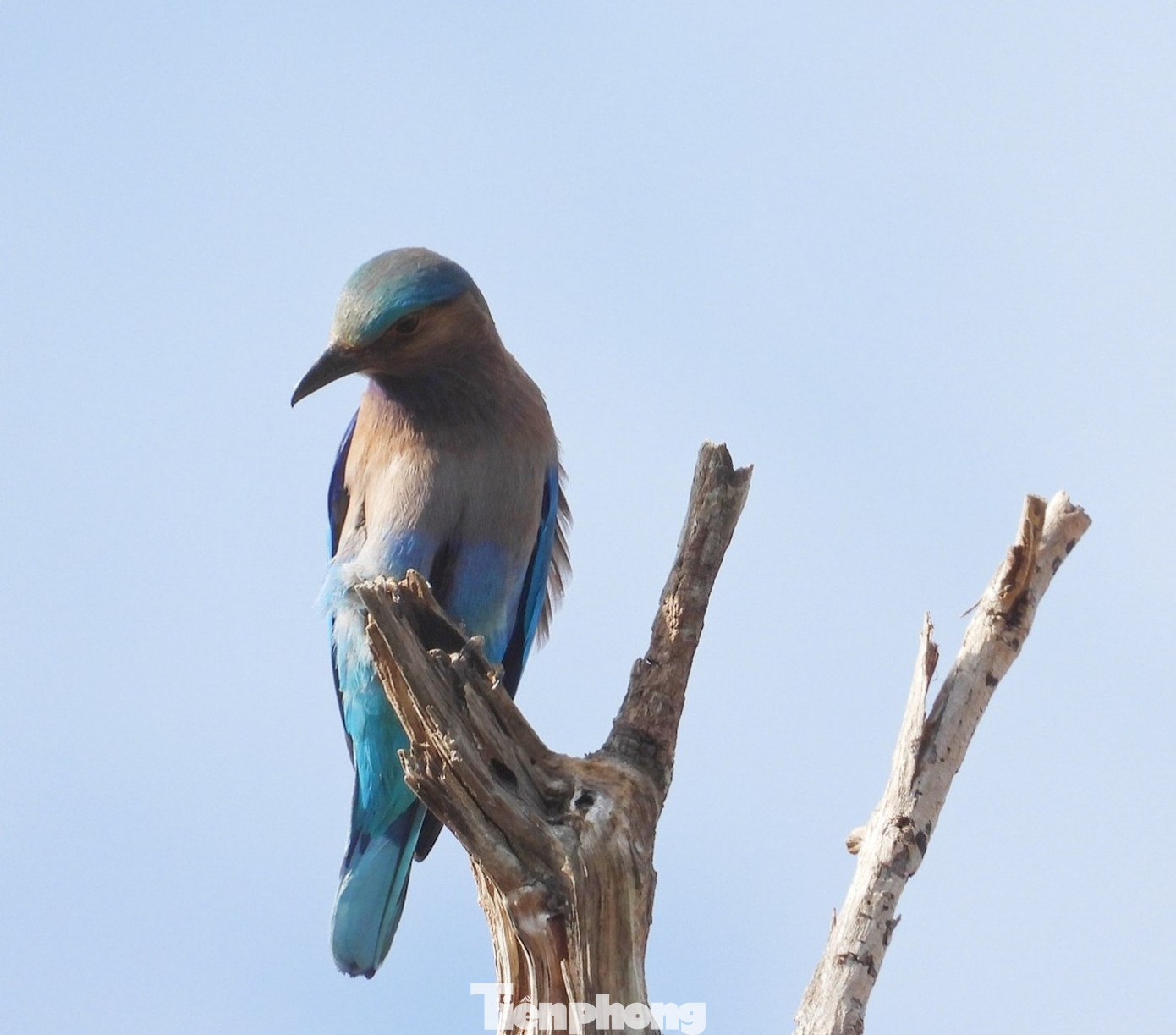 Chèo bẻo xám và Hoét đá Chèo bẻo xám và Hoét đá