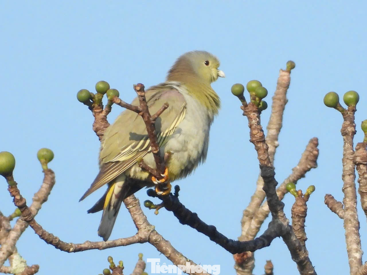 Chim cu xanh chân vàng (ảnh trái) và Hút mật họng đen Chim cu xanh chân vàng (ảnh trái) và Hút mật họng đen