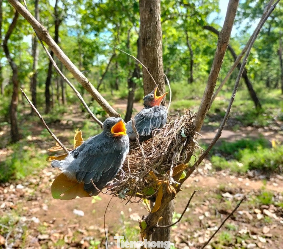 Chèo bẻo xám và Hoét đá Chèo bẻo xám và Hoét đá